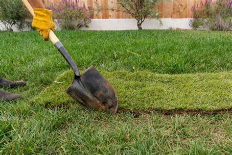 Creating a Picture-Perfect Lawn with Turf Magic Lawn Care